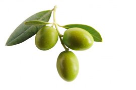 olive 2
