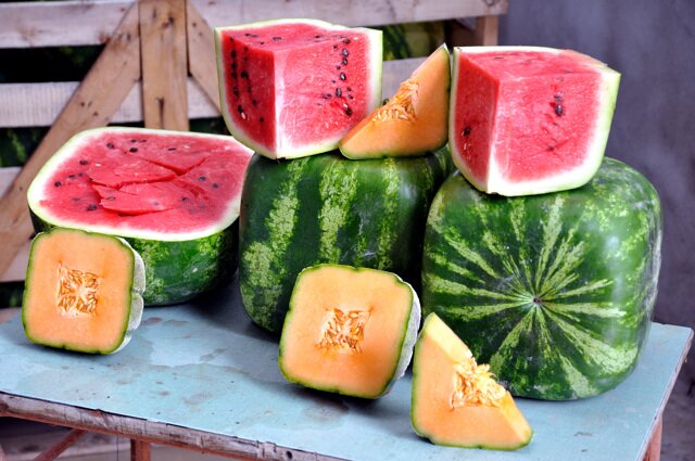 Angurie quadrate un'invenzione italiana (2)