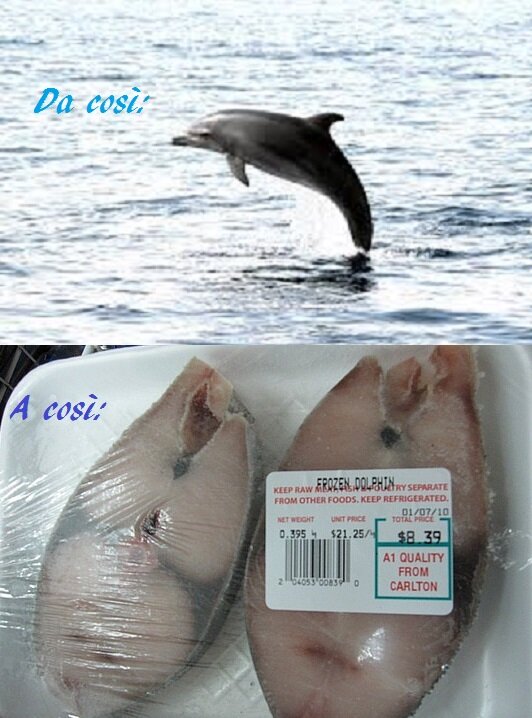 Delfino Servito al Ristorante